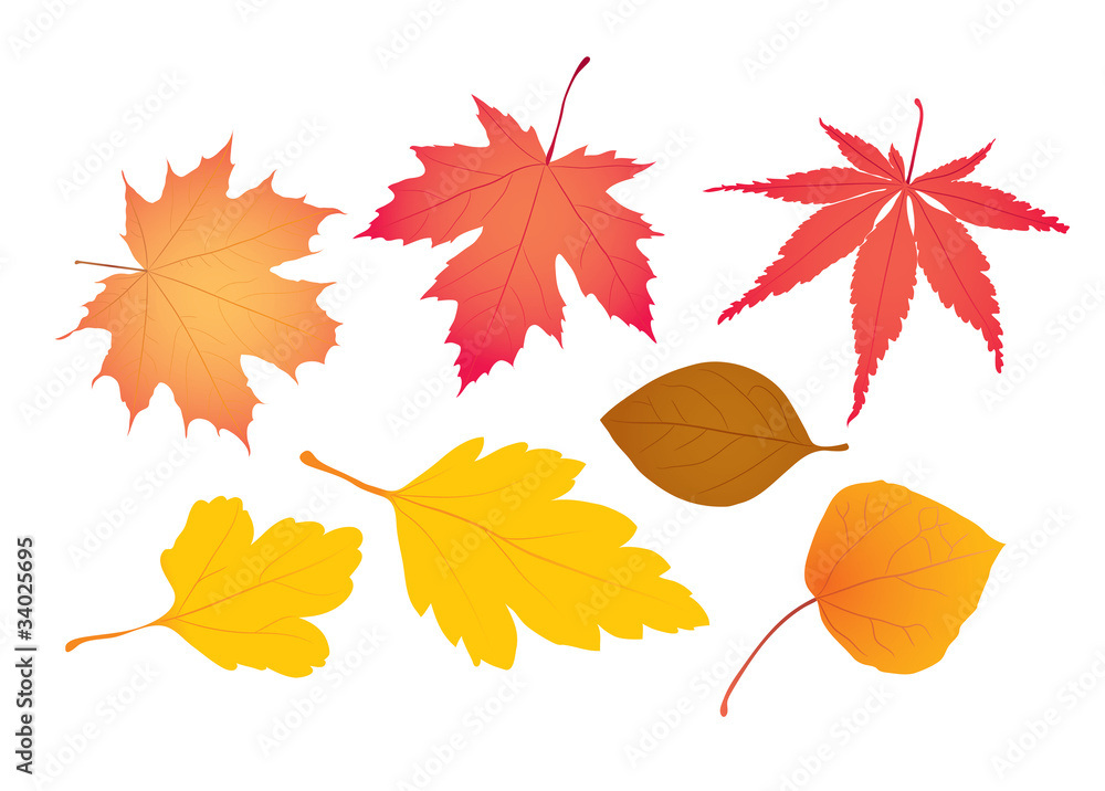 Obraz premium Autumn Leaves