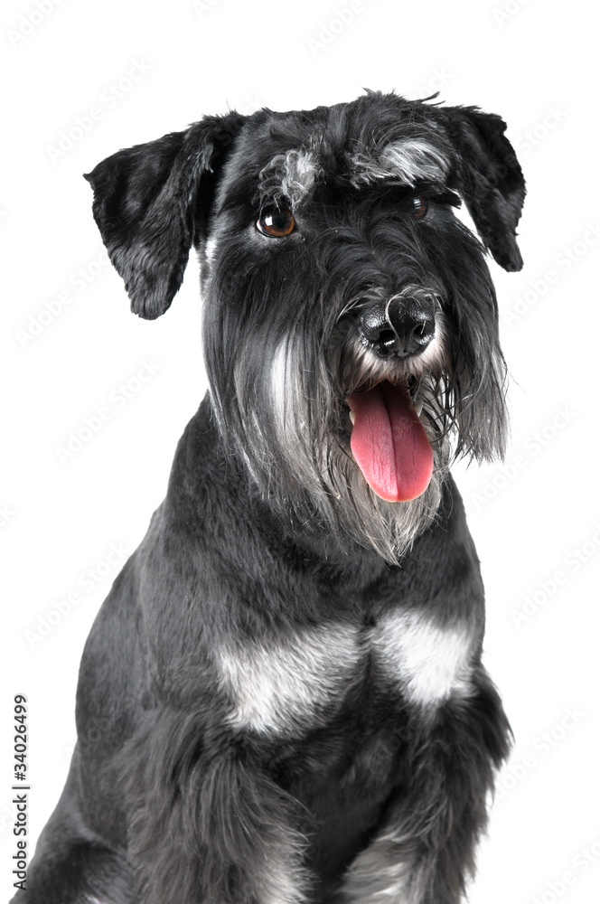Standard Schnauzer, 1 years old, isolated on white