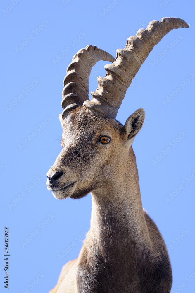 Fotografiet, Poster Alpine ibex - Steinbock - Portrait på Europosters.se