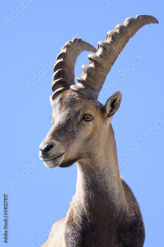 Alpine ibex - Steinbock - Portrait