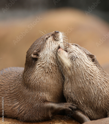Oriental Short-Clawed Otters cuddling