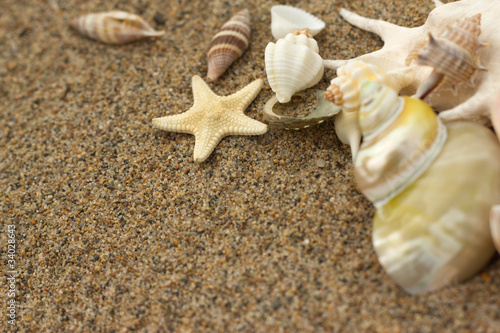 sea shells with sand