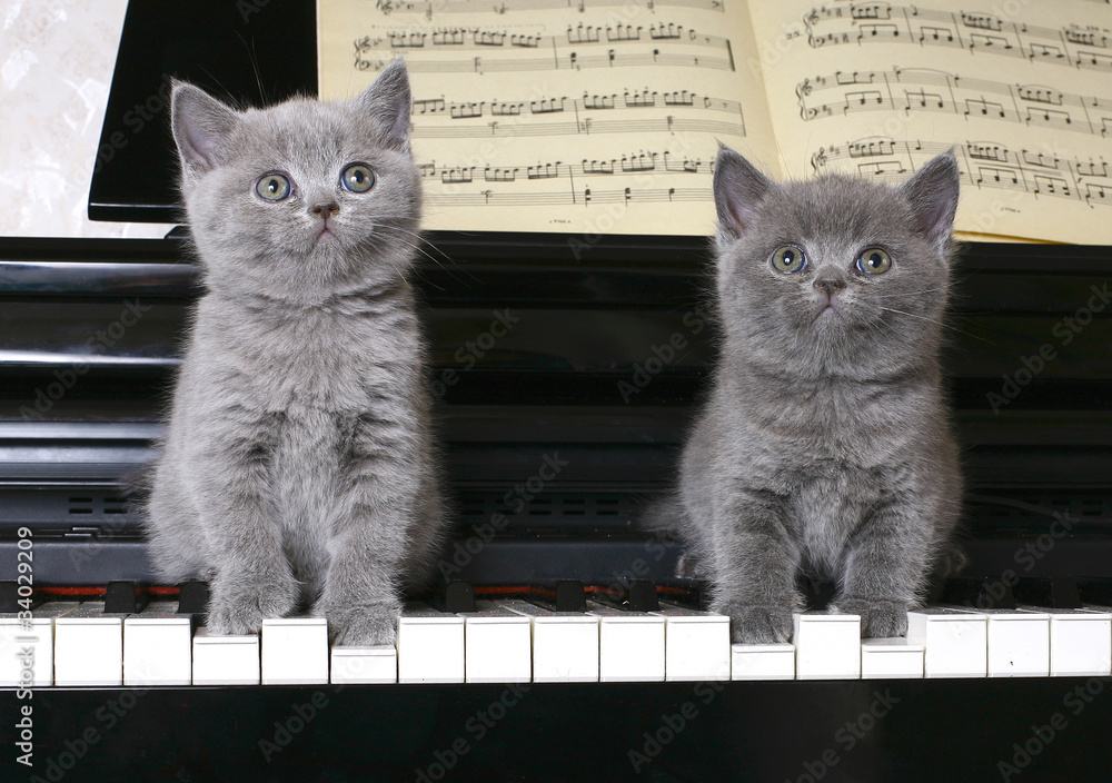 Obraz Dwa brytyjskie kociaki na fortepianie