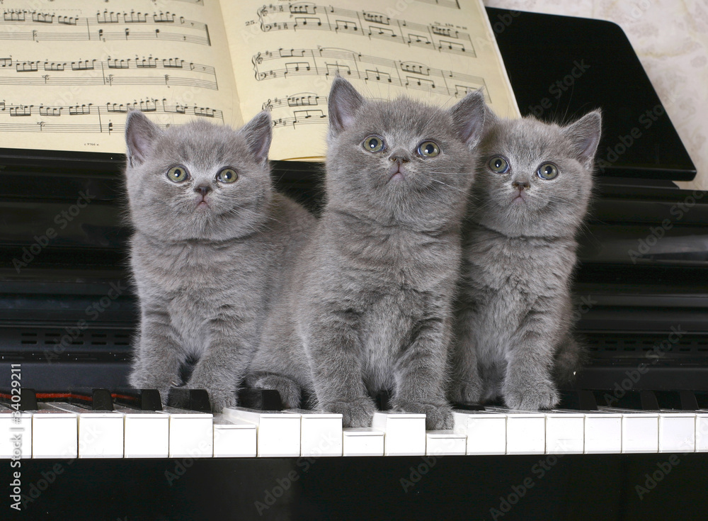 Obraz Trzy brytyjskie kociaki na fortepianie