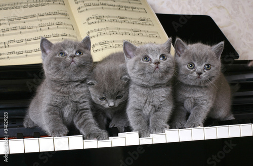 Four British kitten on the piano #34029213