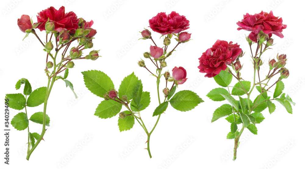 Isolated red roses branches set Isolated red roses branches set