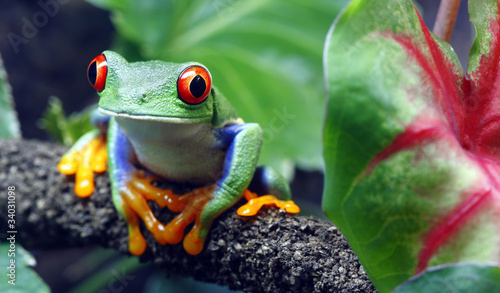 Fotografia, Obraz Red-Eyed Tree Frog