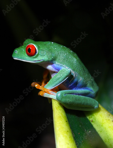 Red-Eyed Tree Frog