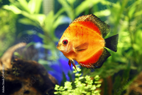 Fire Red Discus Fish