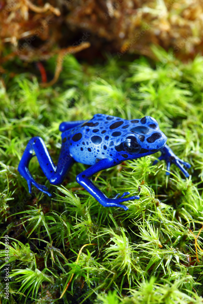 Fototapeta premium Blue Poison Dart Frog