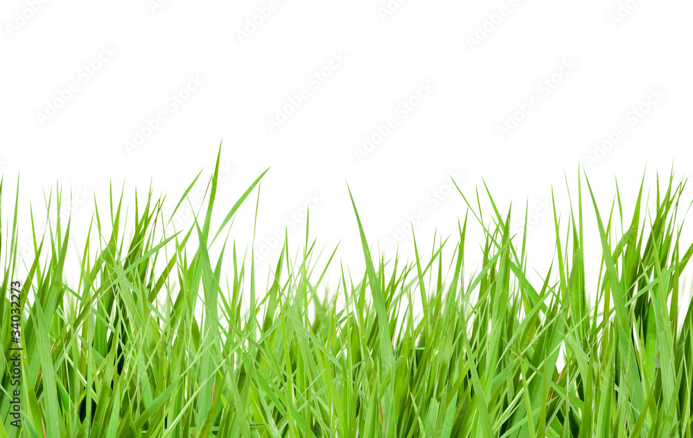grass green grass green