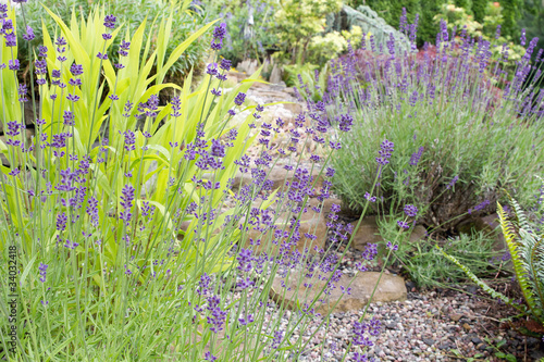 Garden Path with English Lavender Flowers