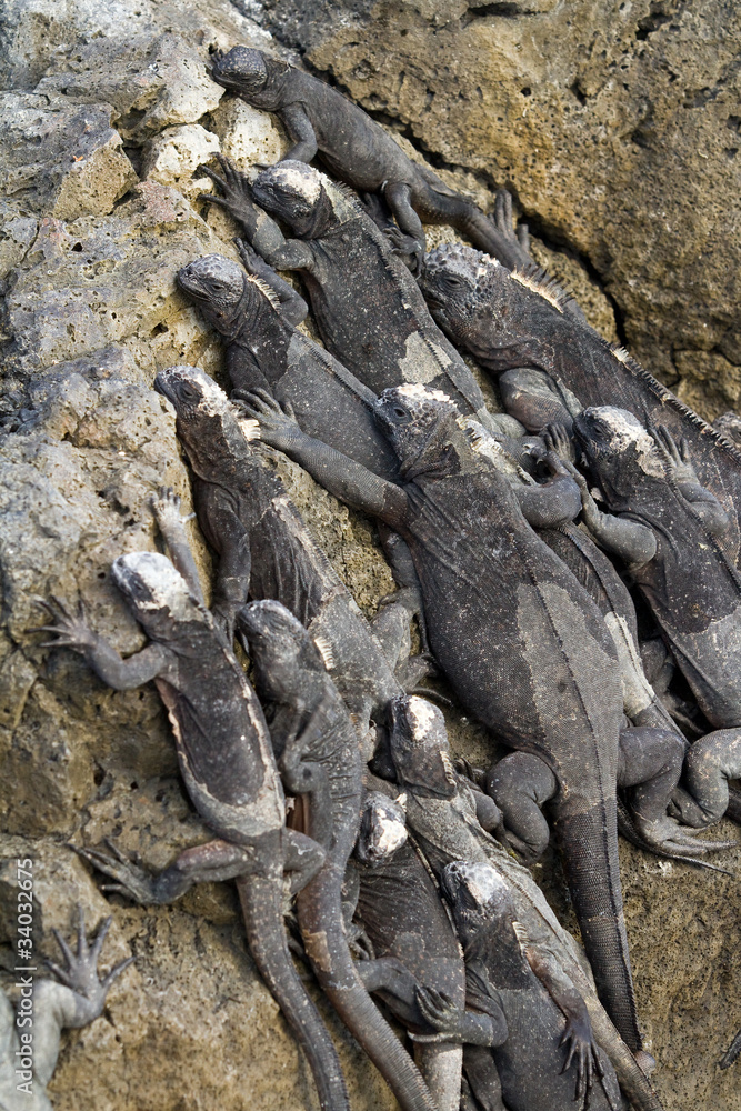 Obraz premium Marine iguana (Galapagos)