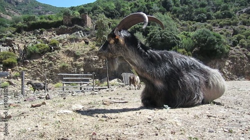 Chèvre sauvage au repos photo