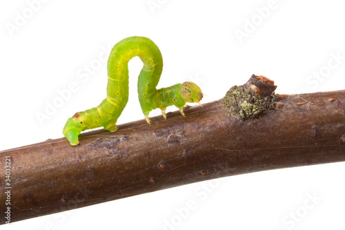 Inchworm walking on a branch photo