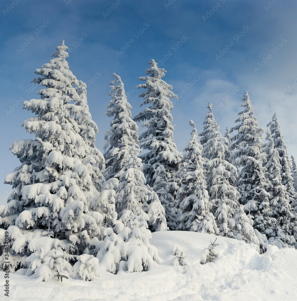 Fototapeta premium winter landscape