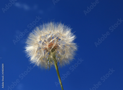 dandelion