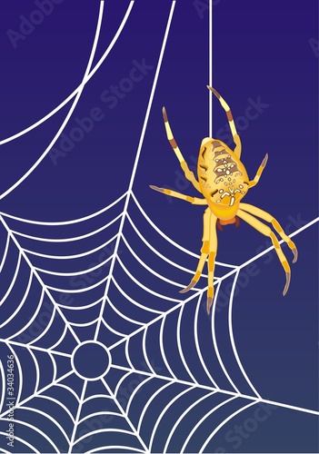 spider web