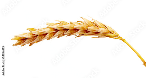 Wheat isolated on white photo