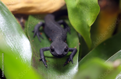Fire Belly Newt