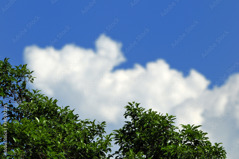 夏の空 夏の空