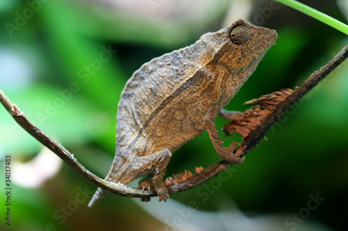 Pygmy Leaf Chameleon photo
