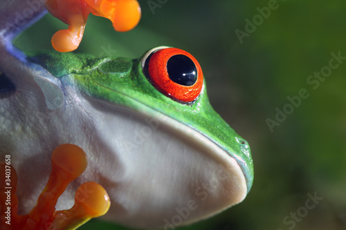 Extreme closeup of a Red-Eyed Tree Frog photo