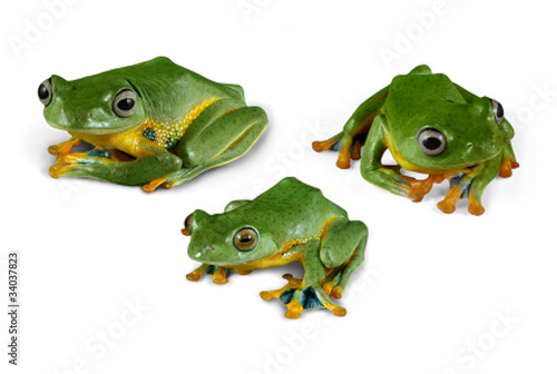 Wallace Flying Frogs