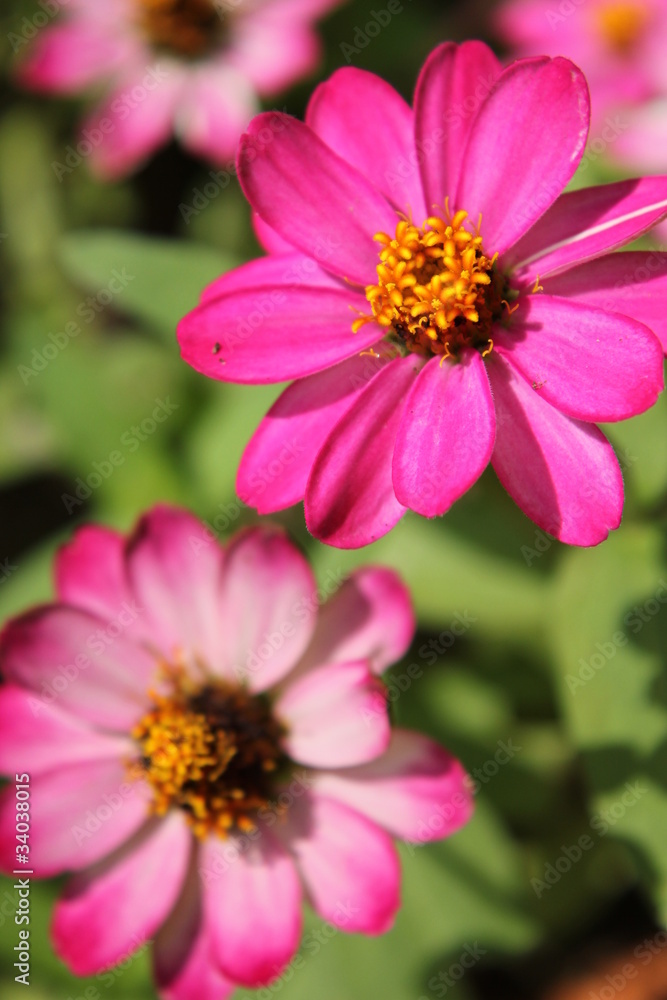 ピンクのデイジー