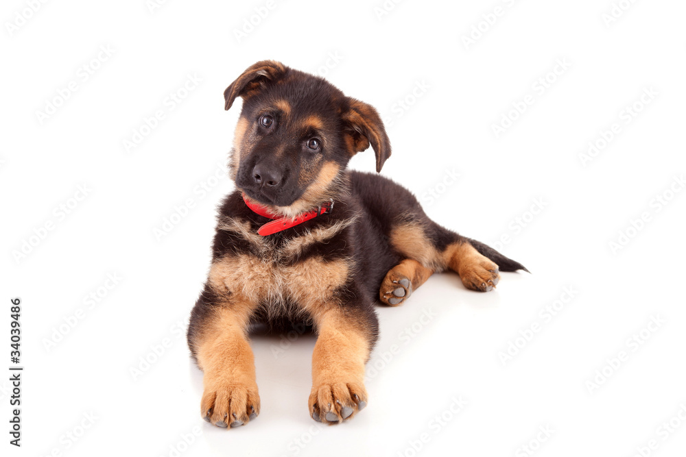 Obraz premium German Shepherd dog