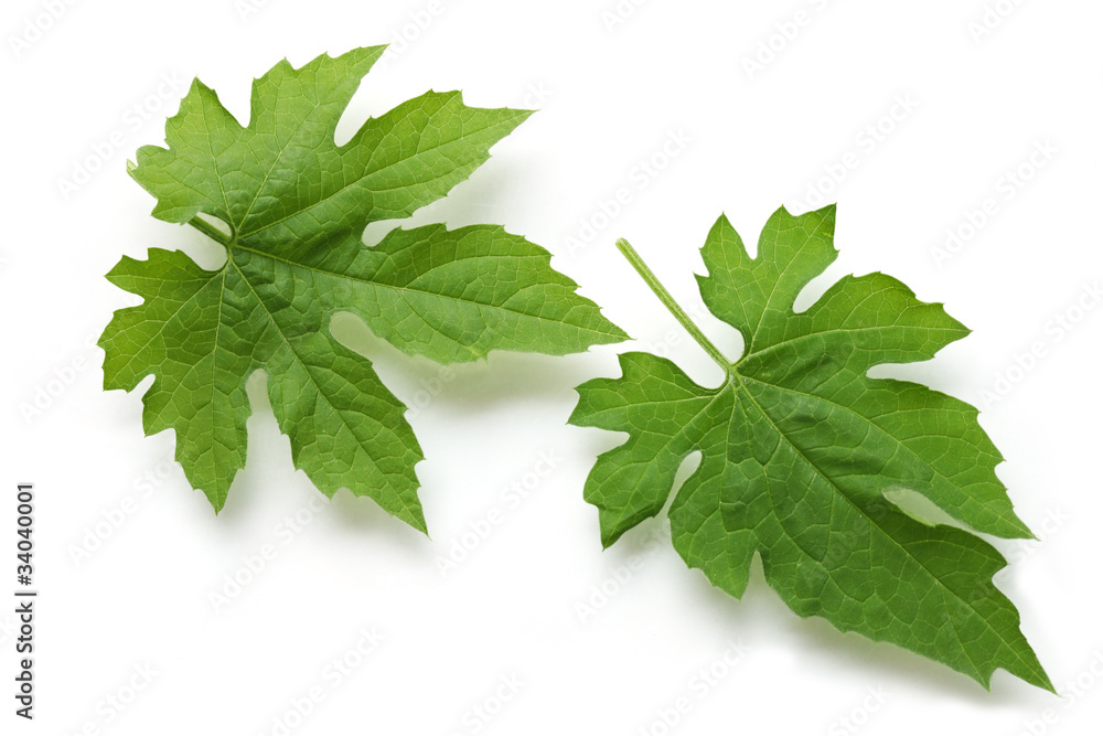 Bitter Melon Leaf Bitter Melon Leaf
