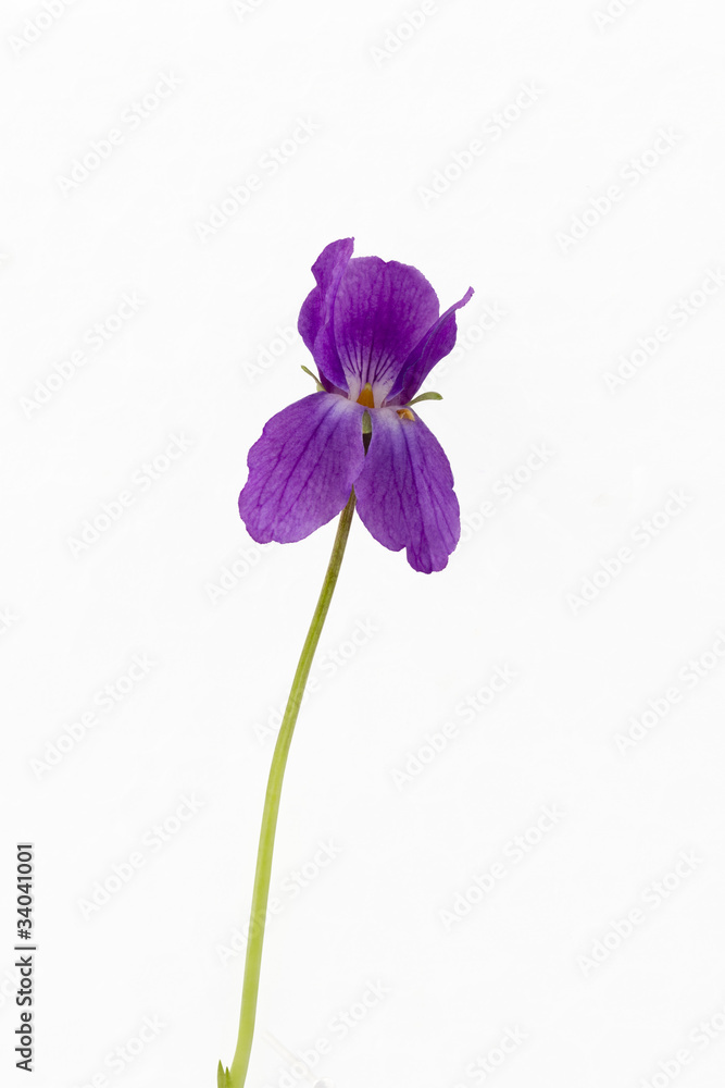 Fiołek (Viola odorata) Izolowany ze ścieżką, na białym tle. - obrazy, fototapety, plakaty 
