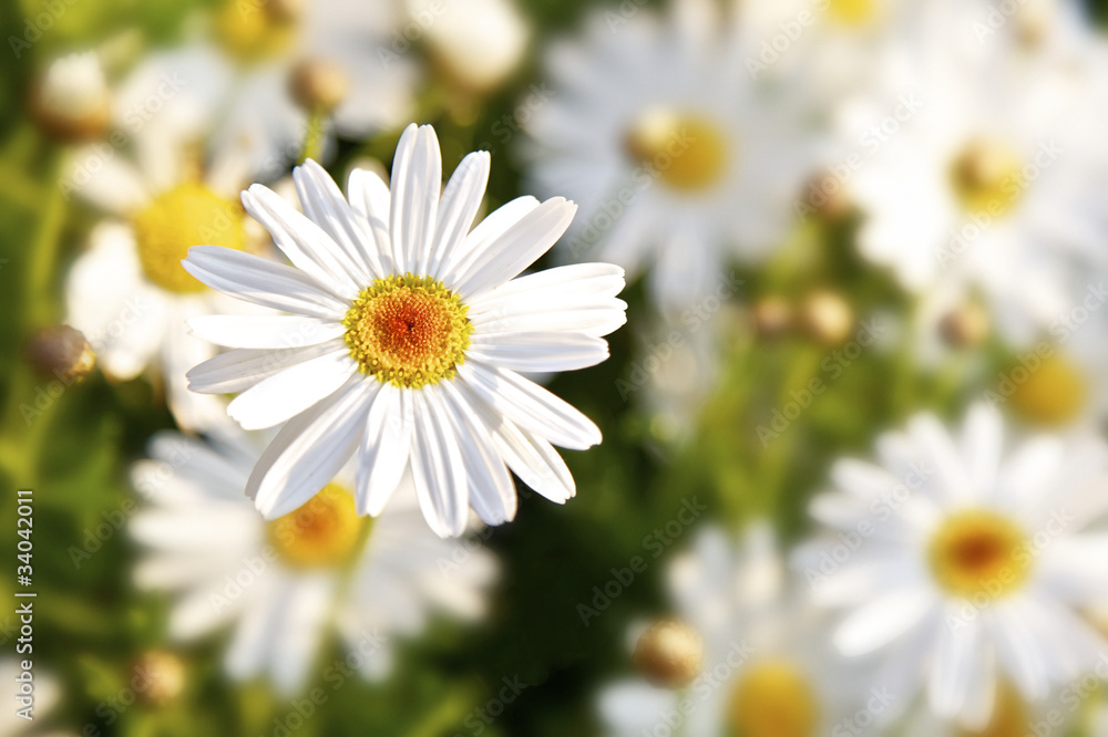 Daisy Flowers Daisy Flowers