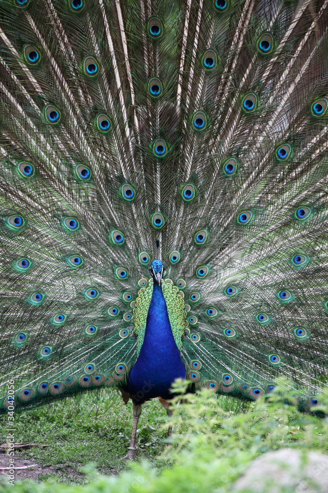 Obraz premium Stolzer Pfau