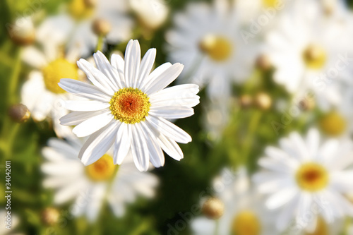 Daisy Flowers