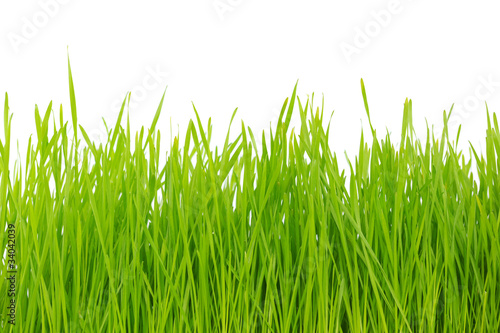 green grass