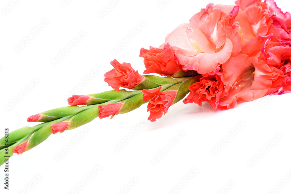 Gladiolus close up isolated on white background Gladiolus close up isolated on white background