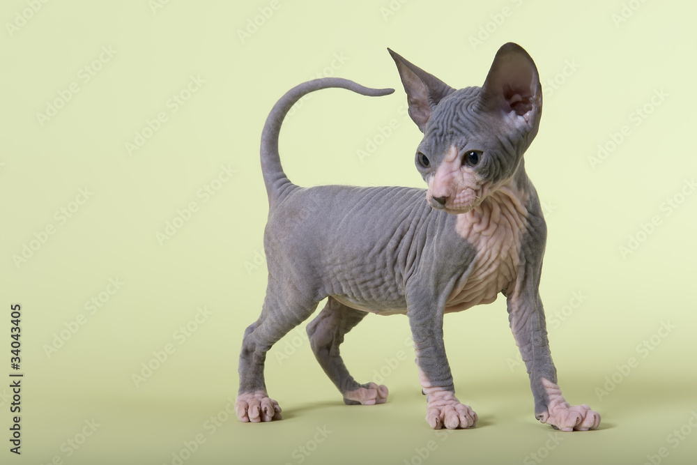 Don Sphynx Kitten 17823
