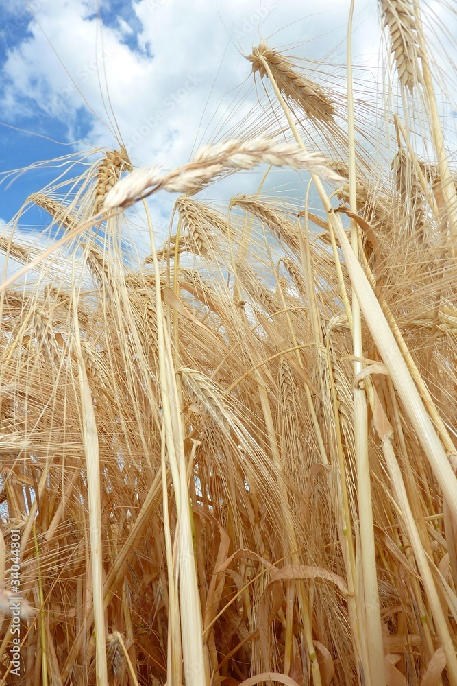 Fototapeta premium Getreide