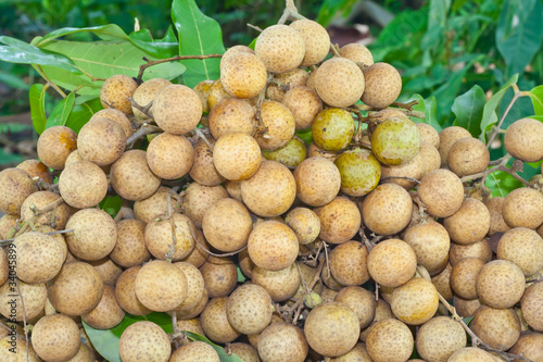 The longan fruit