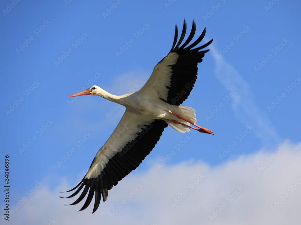 Obraz premium Cigogne