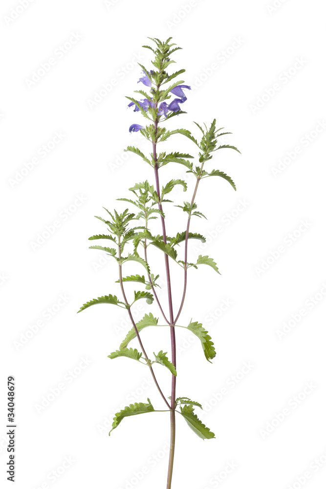 Flowering Moldavian Balm Flowering Moldavian Balm