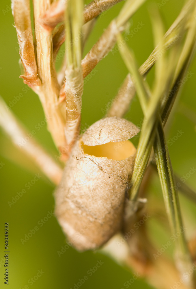 Cocoon