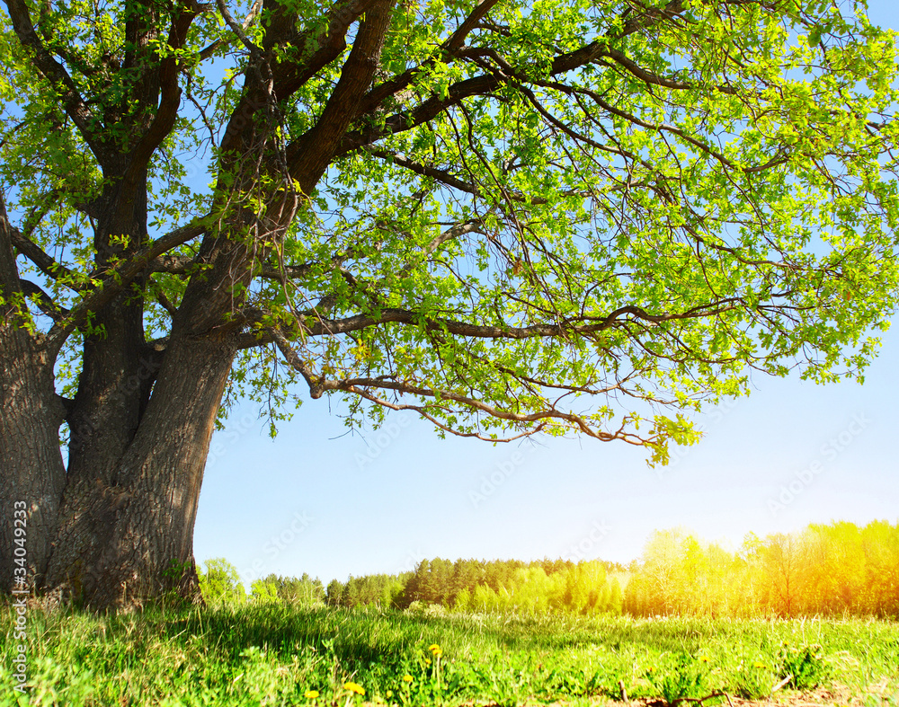 Tree Tree
