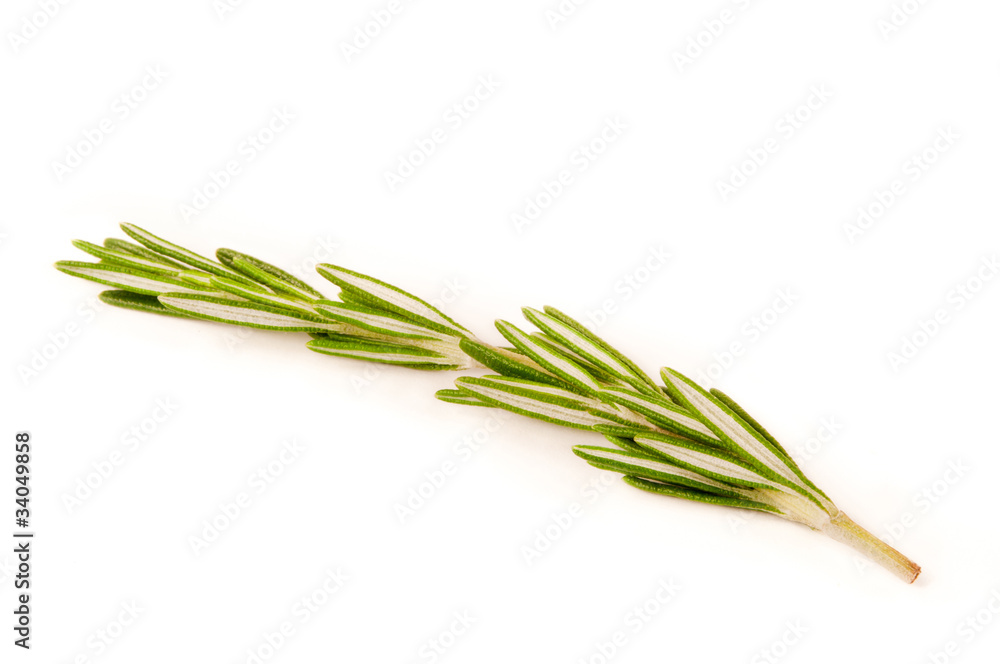 Fototapeta premium Rosemary branch