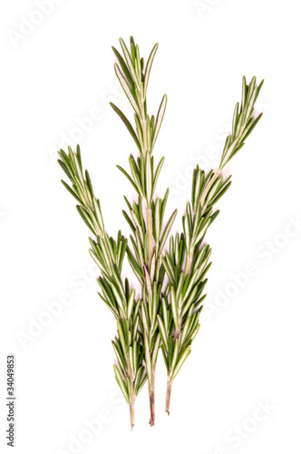 Rosemary branch on white background