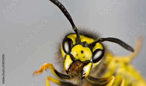 head of wasp in grey background