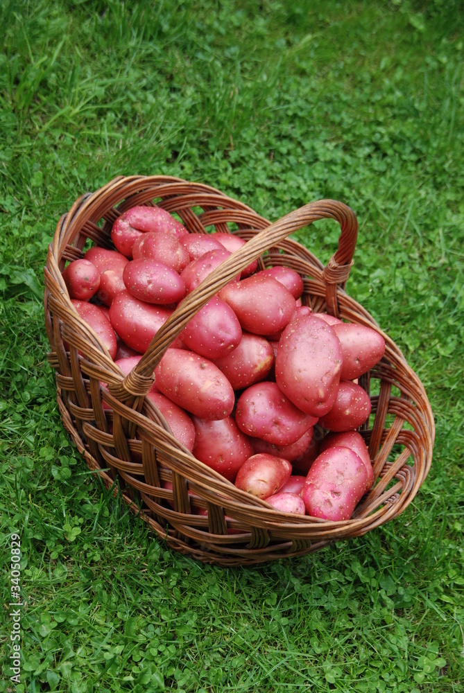 Kartoffelernte Erntehelfer Kartoffelsorte Kartoffelernte Erntehelfer Kartoffelsorte