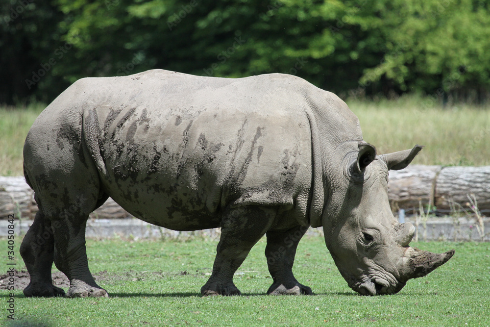 Obraz premium Breitmaulnashorn