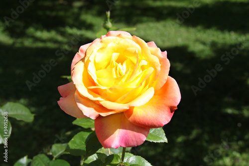 rose photo